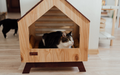 Best Pet House Designs at Home