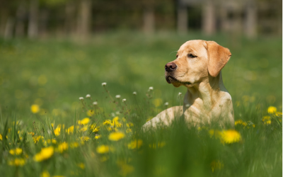 What Is a Pet-Friendly Garden?