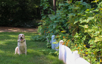 How to Keep Pets Out of the Flower Beds?