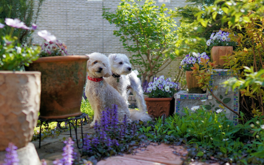 Top Tips to Prepare Your Home and Garden for a New Pet